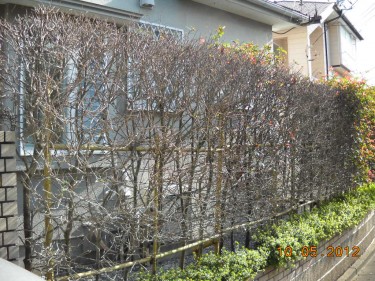 ウッドフェンス　レッドシダー　施工前