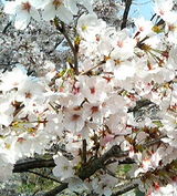sakura20051