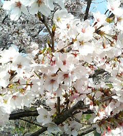 sakura20053
